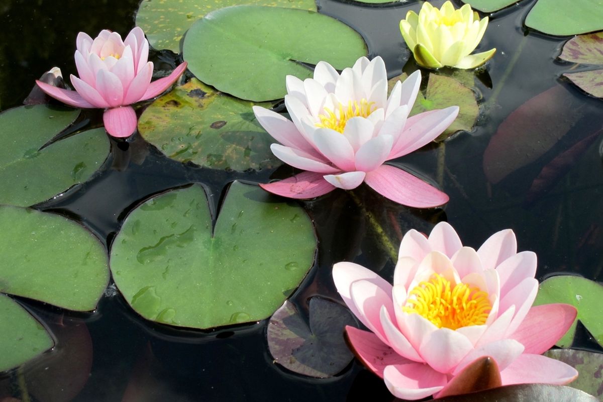 Teratai: The Enchanting Water Lily